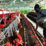 Peternak ayam petelur di Desa Kacangan sedang memberi makan pada ayam/ist