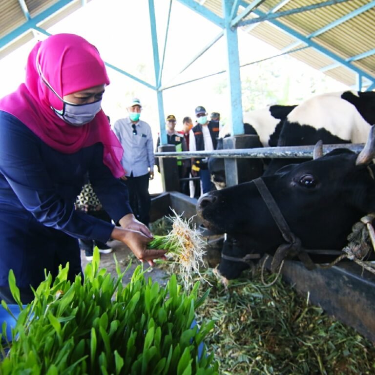 Kebutuhan Susu Nasional, 80% Berasal dari Impor – Detakpos.Com